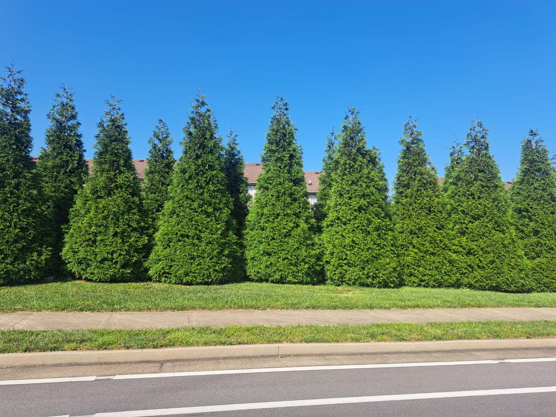 Difference Between American Pillar and Green Giant Arborvitae