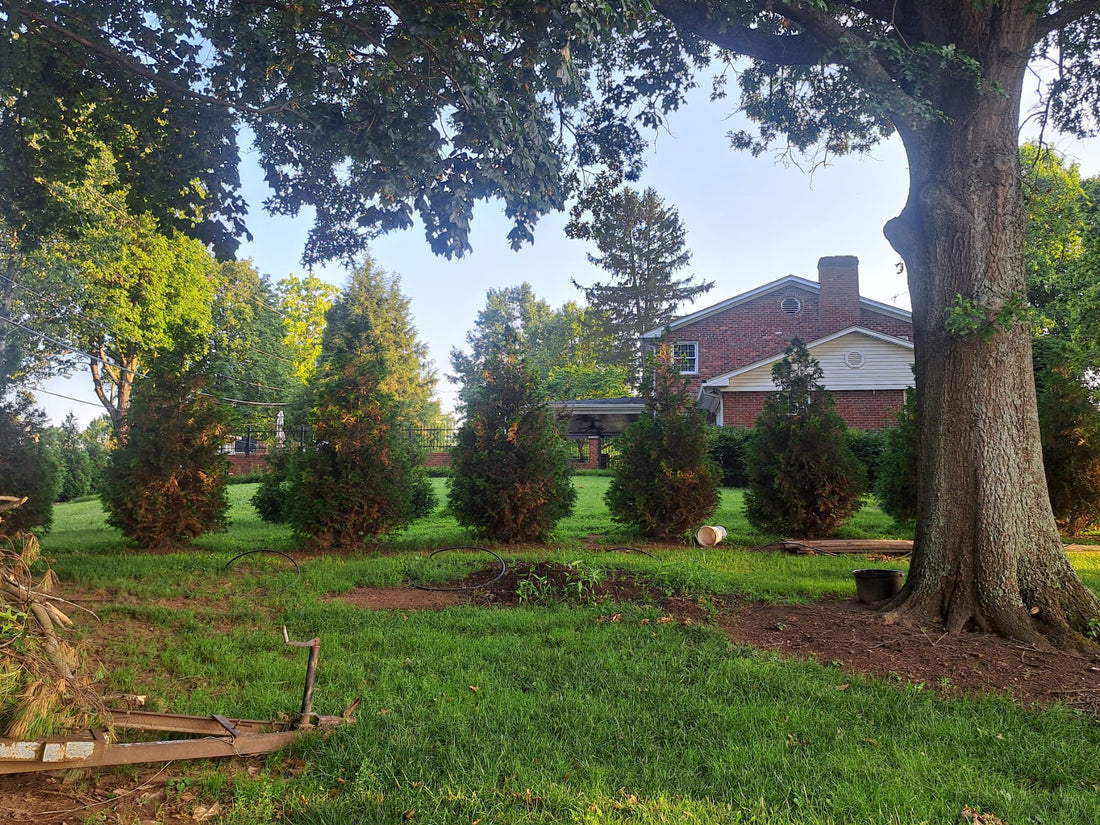 Can Arborvitae Tolerate Grown in Shade?