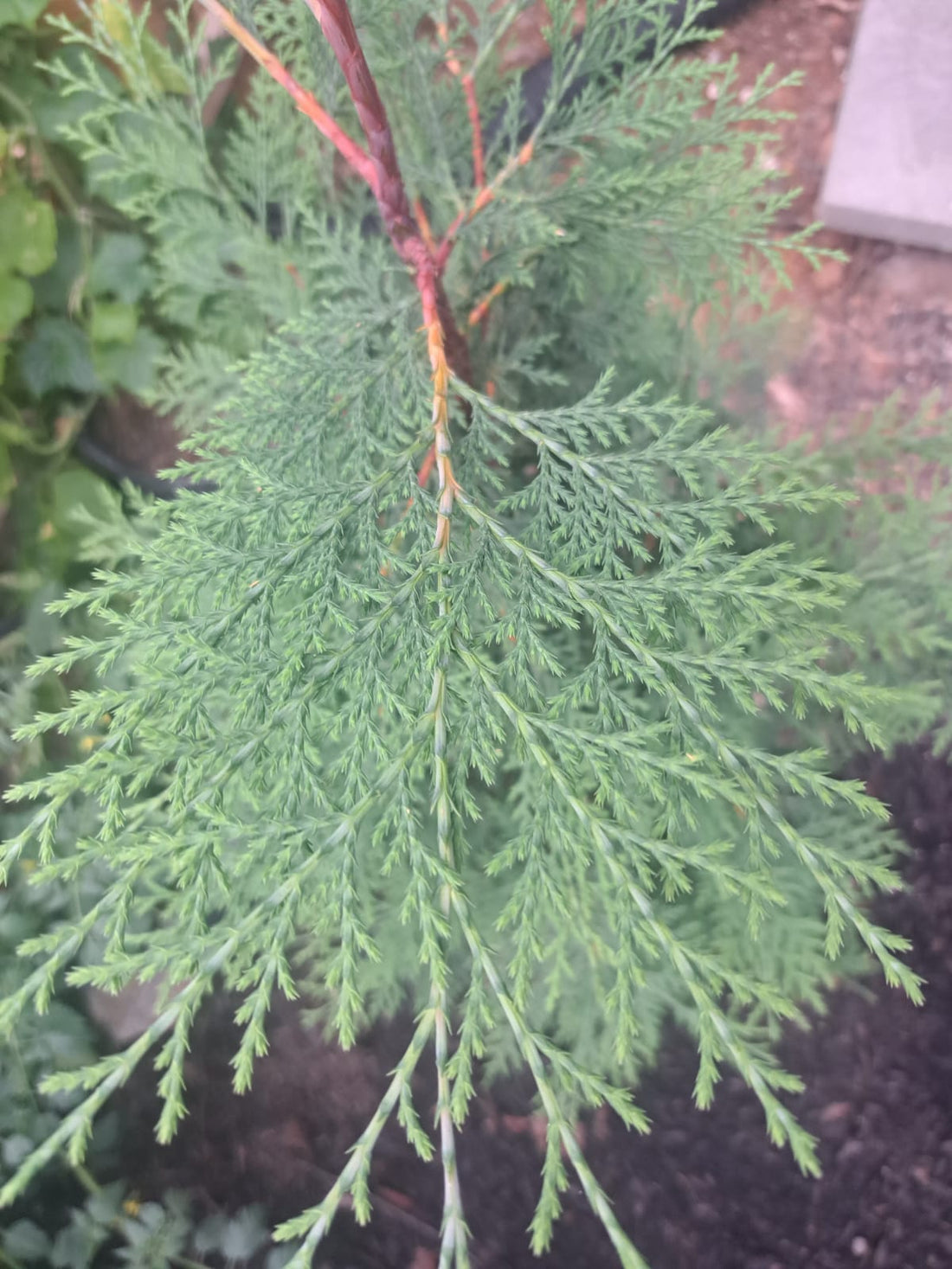 How to Tell Murray Cypress and Leyland Cypress Apart?