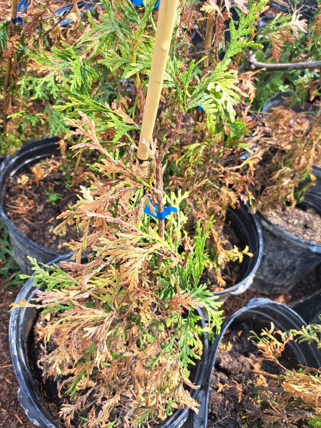 How Much Should You Water Your Green Giant Arborvitae / Murray Cypress?