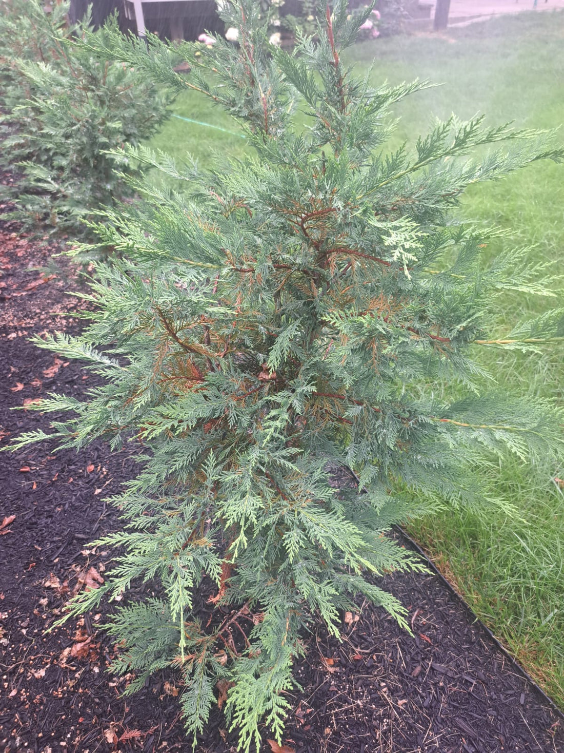 Murray and Leyland Cypress Plant Recovery from Winter Cold Damage