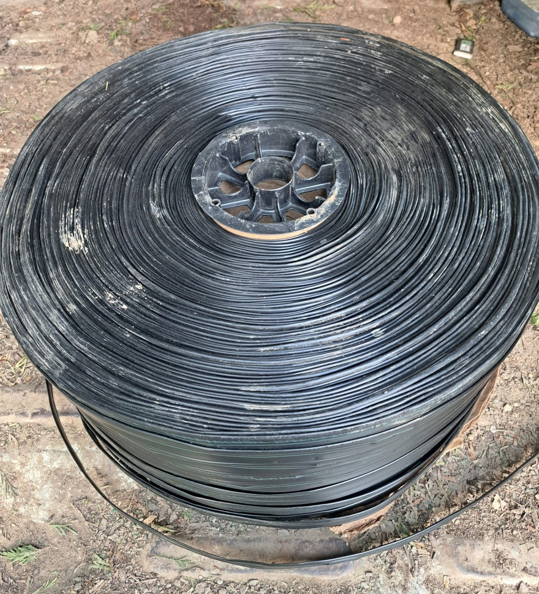 How Much Water My Newly Planted Privacy Evergreen Trees Need?