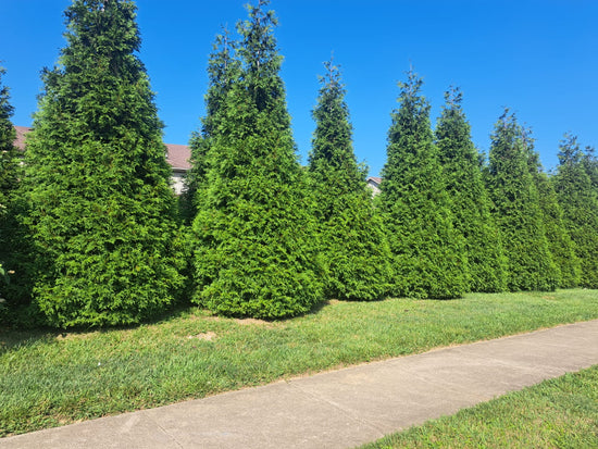 How Big Will Green Giants Get When Planted in a Row for Privacy?