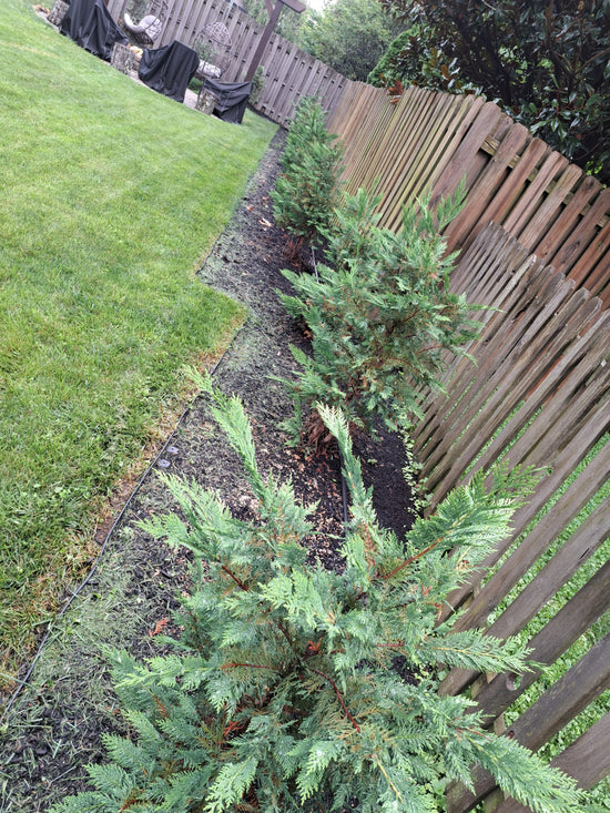 Is It Safe to Plant Green Giant Arborvitae and Murray Cypress Privacy Trees in the Summer?