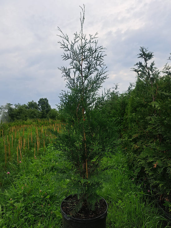 Emerald Green Arborvitae Thuja: There Are Much Better Options