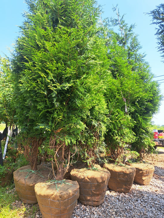 16’ Green Giant Arborvitae Thujas waiting to be planted