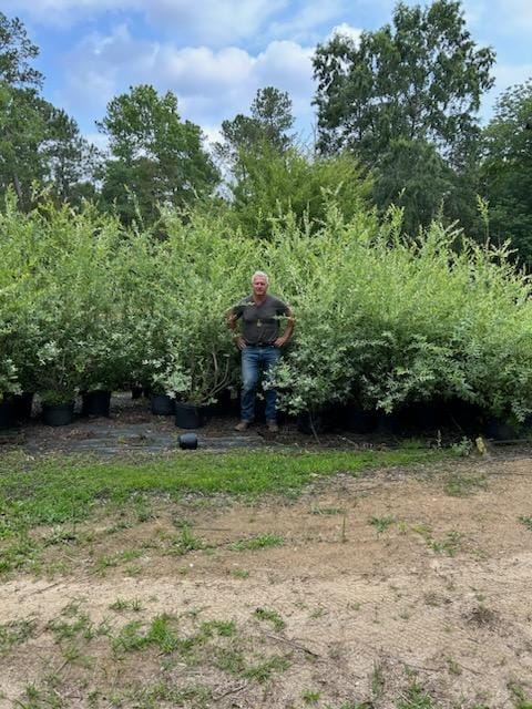 Neary mature Dapple Willows in 15 Gallon pots ready to be shipped and provide instant relief to land erosion and privacy.