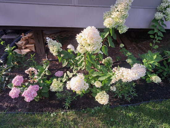 Penny Mac & Limelight Hydrangeas