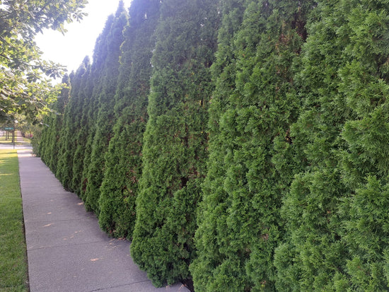 A row of Emerald Green Arborvitae in Lexington, Kentucky