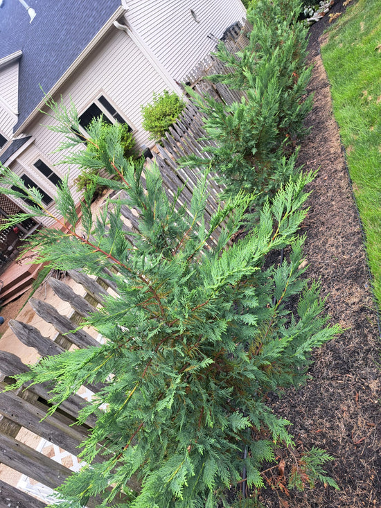 Cypress planted a year ago. It is OK and may even be normal to inspect your trees daily and tell them that you love them.