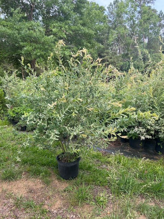 Dapple Willow in 3 Gallon pot loading out to be planted.