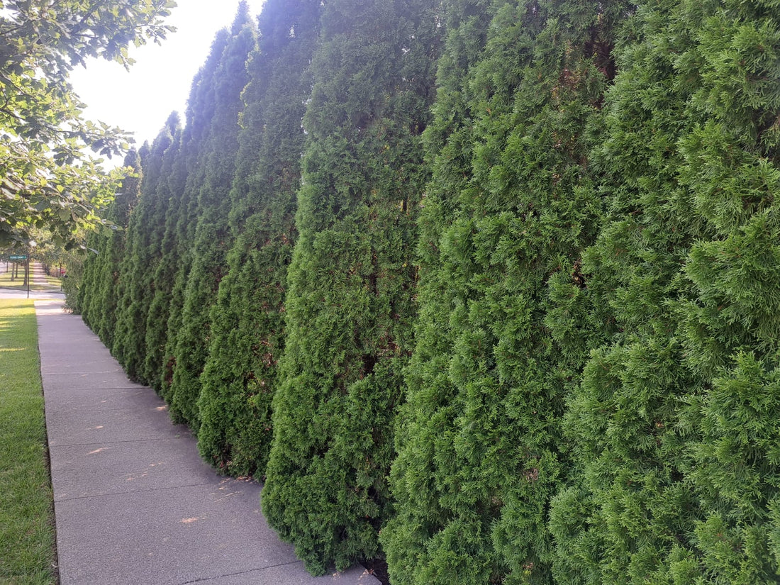 The now less favored Emerald Green Thuja, Lexington KY