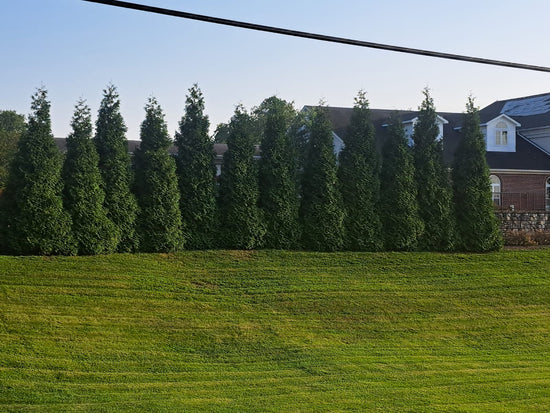 Green Giant Arborvitae Thuja in the Summer, somewhere in the Midwest