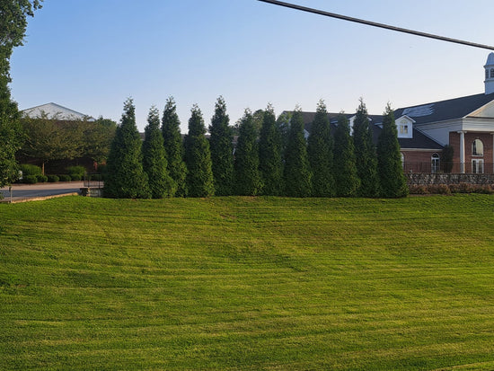 Privacy trees for a suburban home, Lexington KY