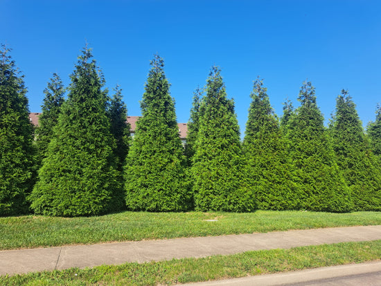 Green Giant Arborvitae Thuja shielding a home from a 4 lane road, Lexington KY