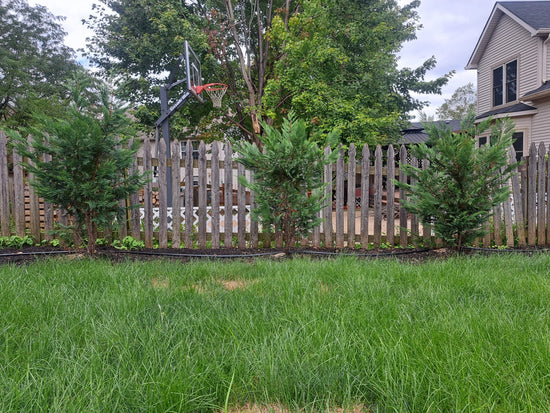 The Leyland Cypress are spaced out 5’ apart in a row, 32 to cover the whole backyard as there are 4 neighbors in total