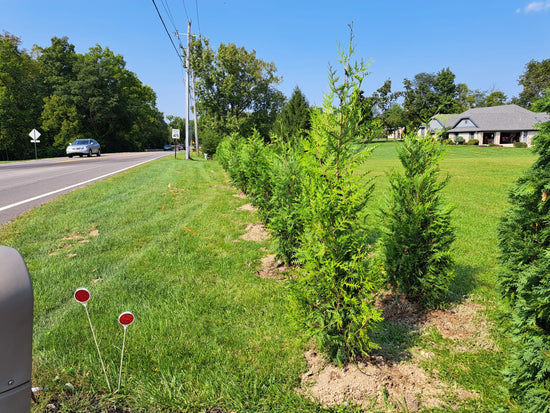 The Right way to do it: a newly planted double row of Green Giant Arborvitae Thuja privacy trees protecting a home