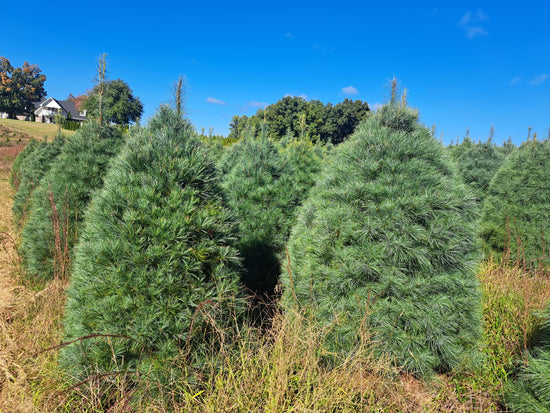 Sheared White Pines on a Christmas Tree Farm waiting to be harvested