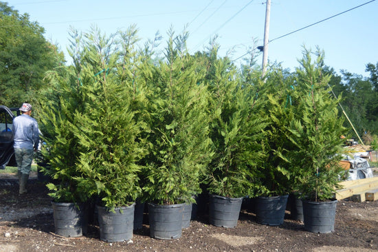 Loading 15 Gallon Leyland Cypress for a delivery, Dry Ridge KY, 09/04/2023