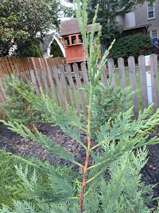 Happy new growth of a Leyland Cypress in early August, Lexington KY