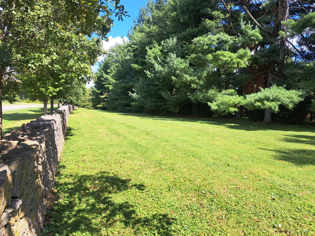 Road frontage of a horse farm with Eastern White Pines in the background, Lexington Kentucky