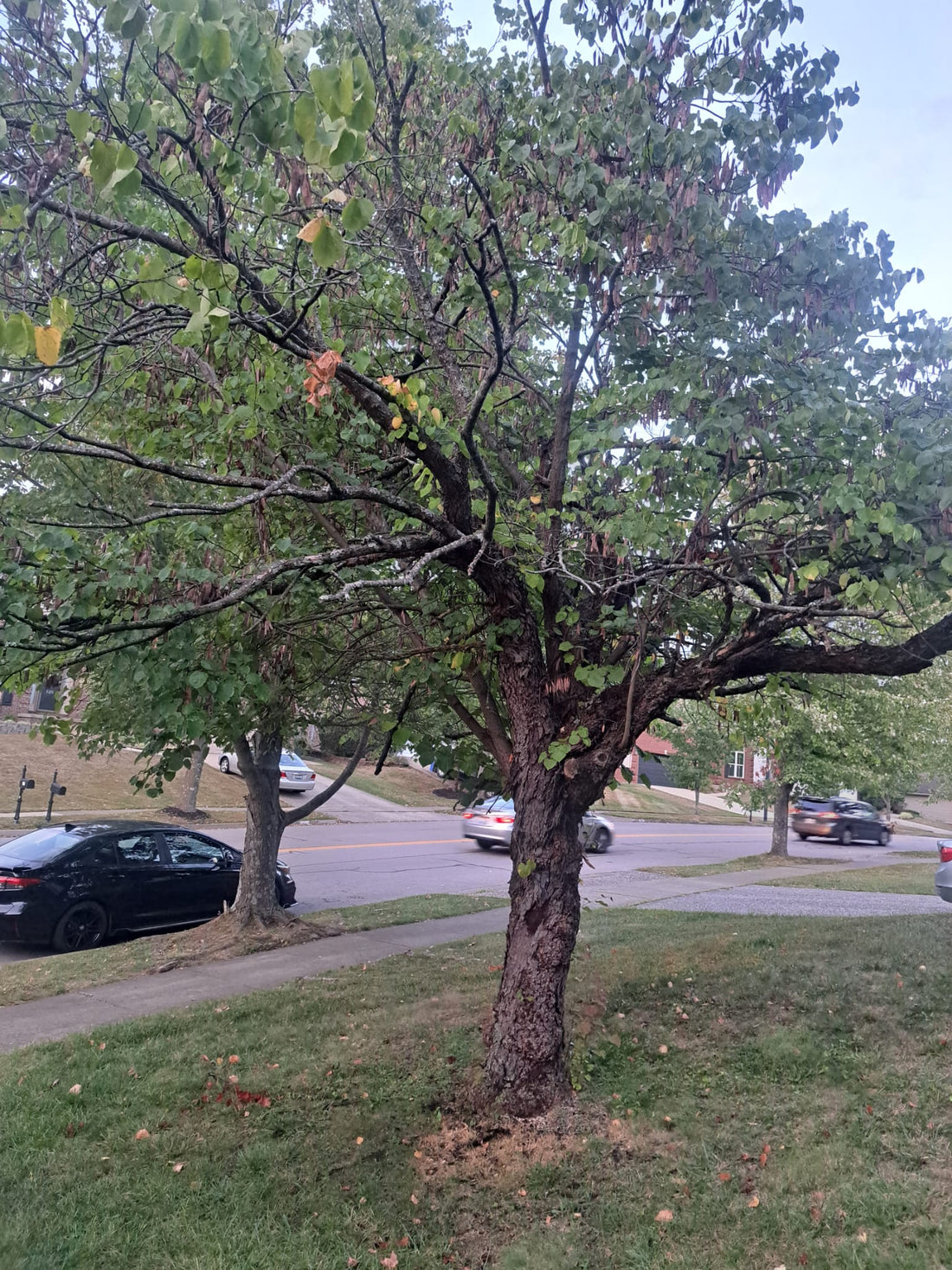 How to Kill Thuja, Arborvitae, Cedar, Cypress Trees?
