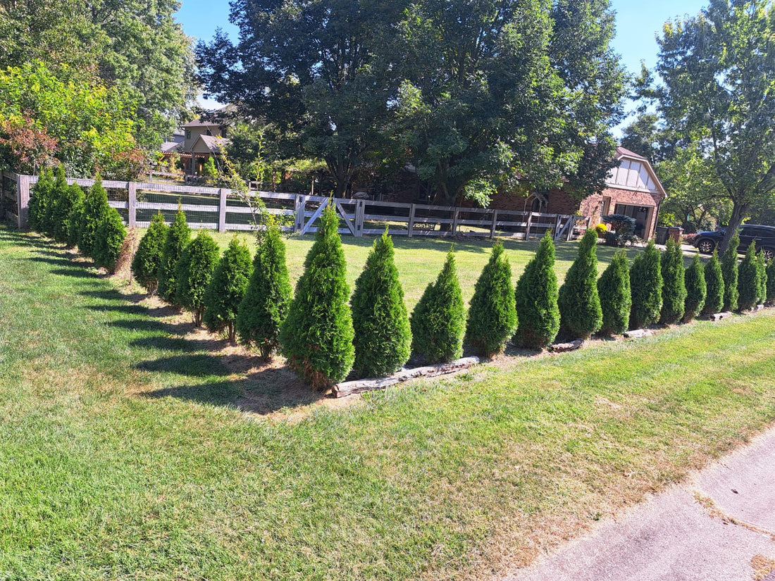 Slow growing Emeralds to section off a part of a front lawn