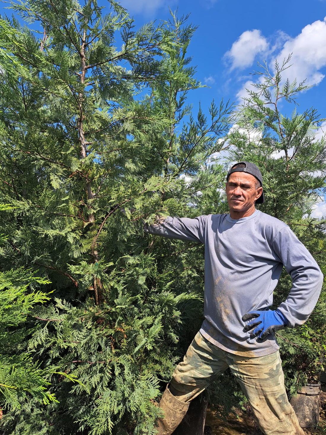 Murray Cypress 7-8’ trees waiting to be sold and planting at our Dry Ridge, KY location