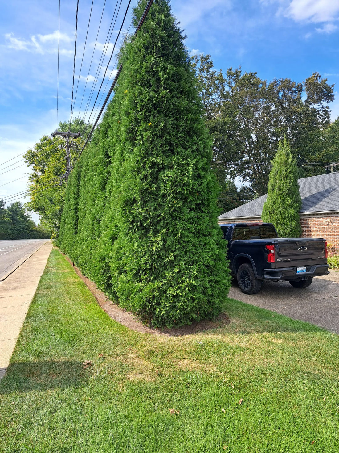 American Pillar 