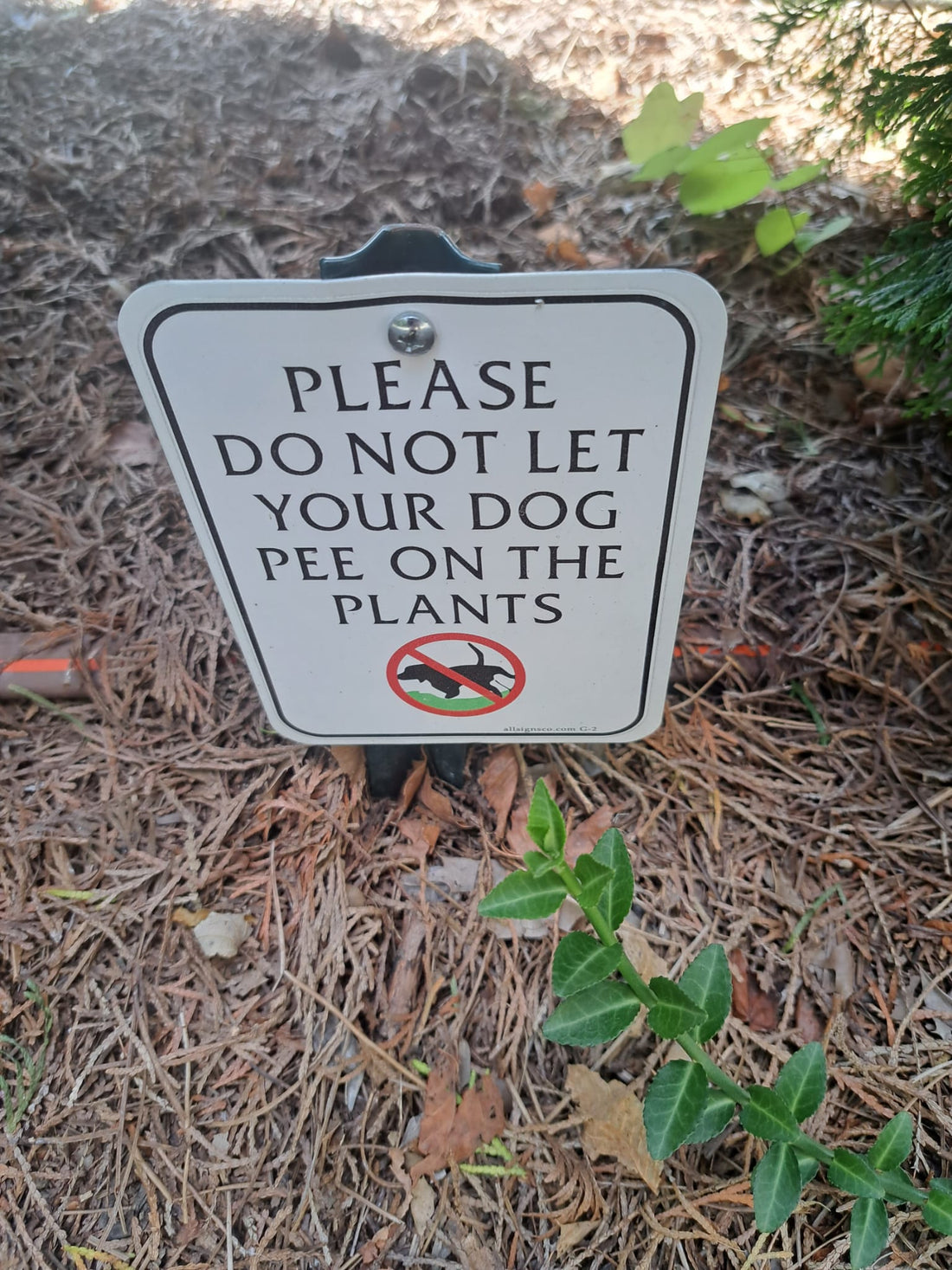 please do not let your dog pee on the plants 