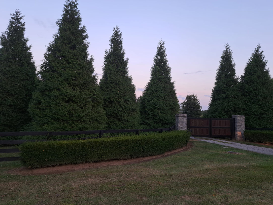 Thuja Green Giant at the maturity 