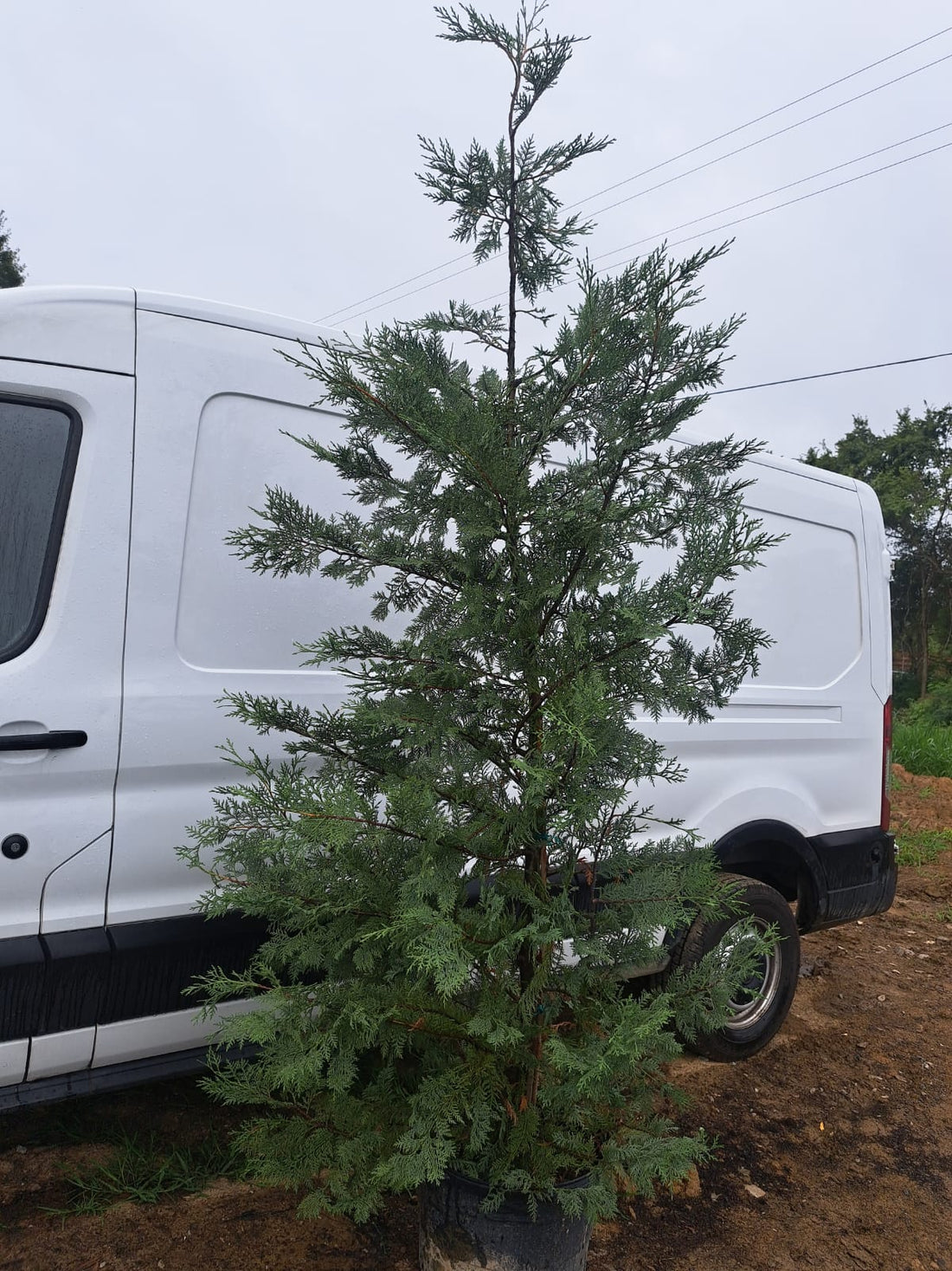 36 month old 8’ Murray Cypress, a good plant to create privacy in zone 6