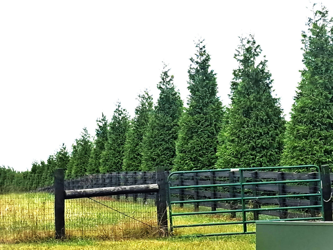 Privacy for Kentucky Horse Farms: Green Giant Thuja