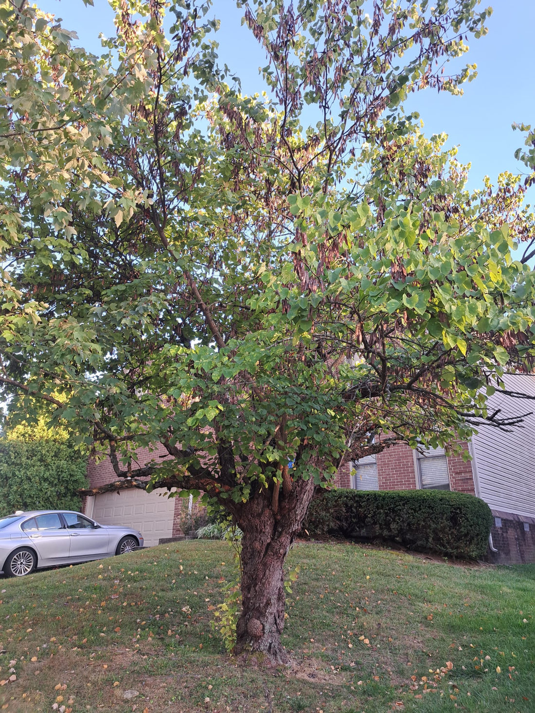 How to Save a Dying Tree
