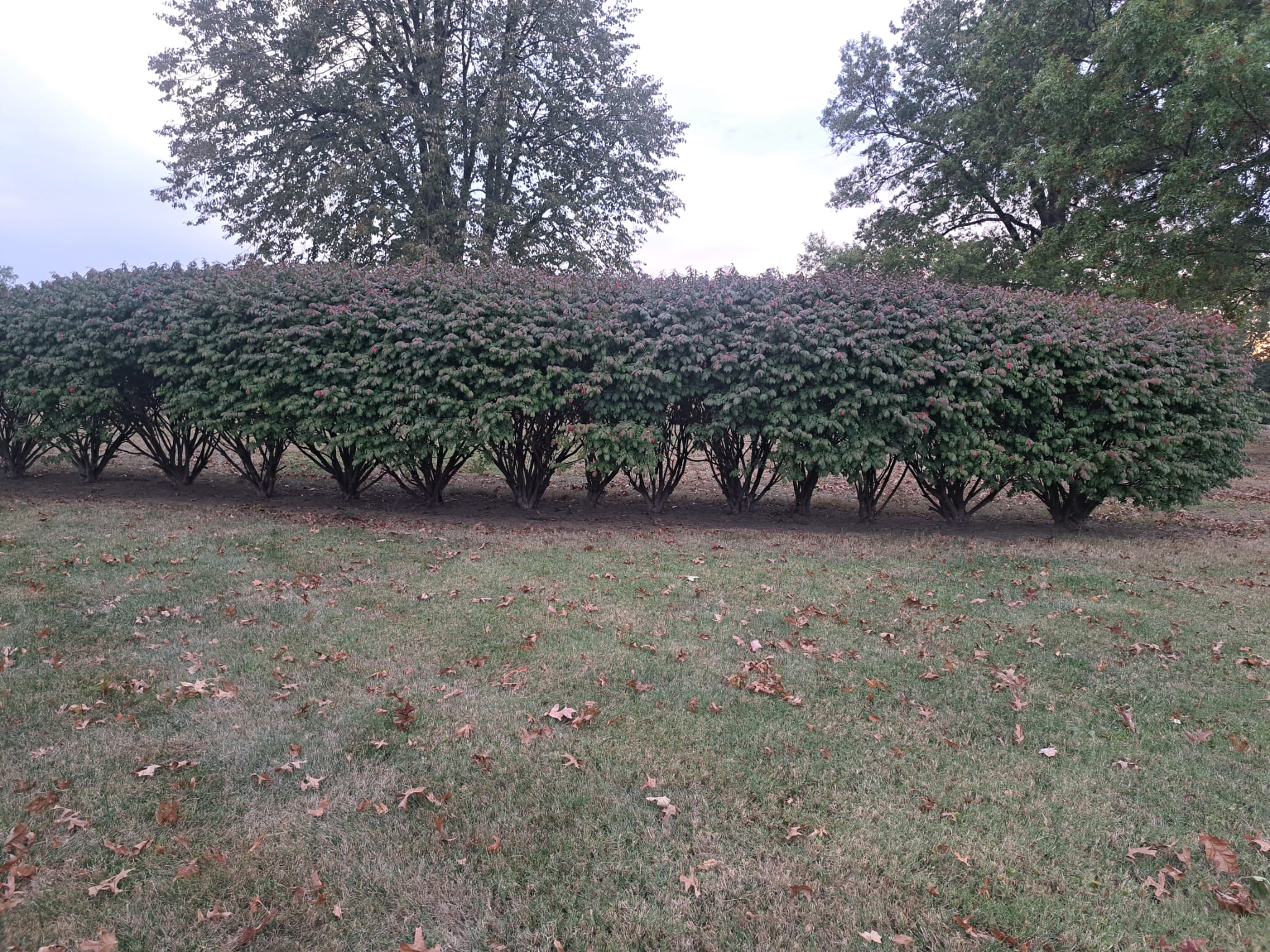 A Gentle Form of Privacy: A Row of Burning Bushes: Occupy the Eyes wit ...