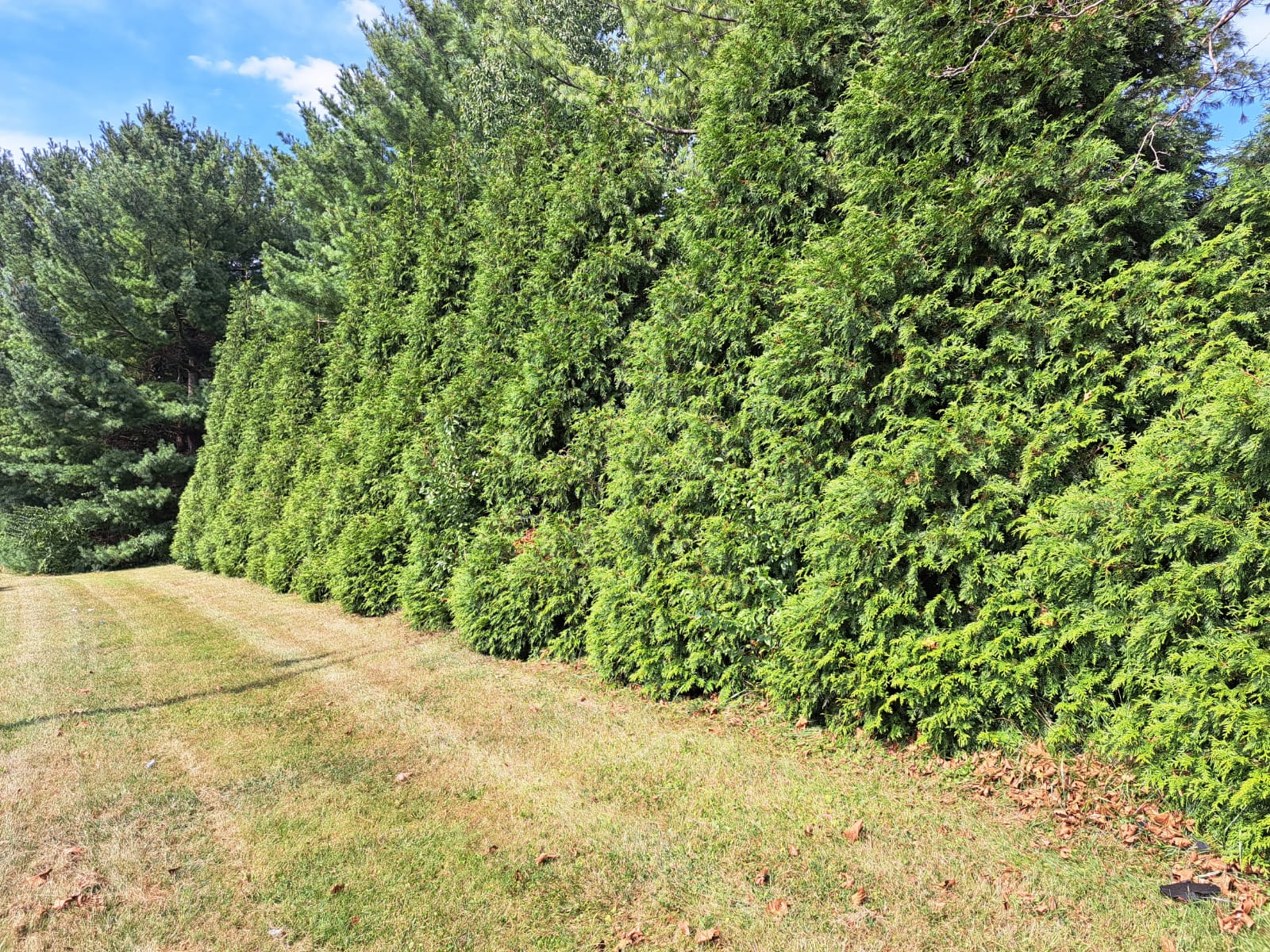 How Late In The Fall Is It Safe To Plant Privacy Evergreen Trees ...