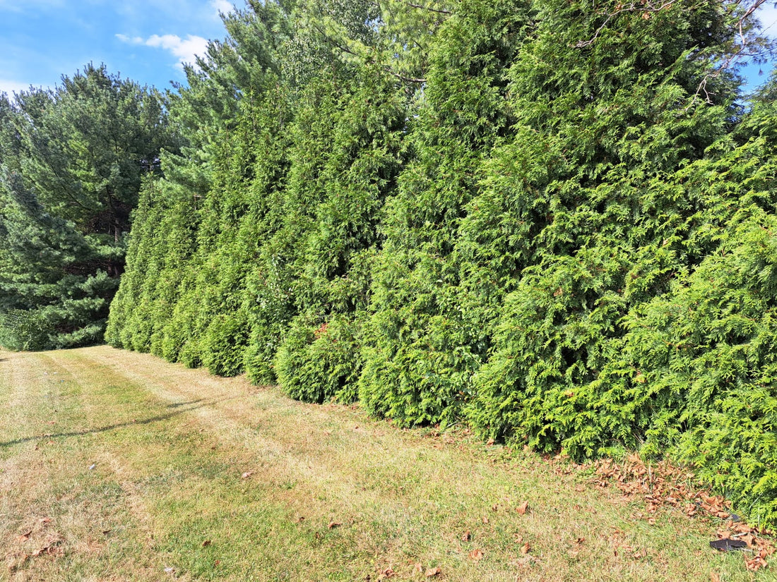 How Late In The Fall Is It Safe To Plant Privacy Evergreen Trees?