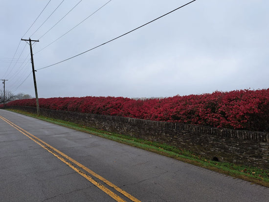 Dramatic Color Effect & Privacy: Another Look at Burning Bushes