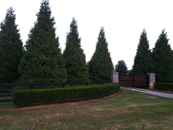 Need for Privacy: Justification for Privacy Evergreens Around Your Property