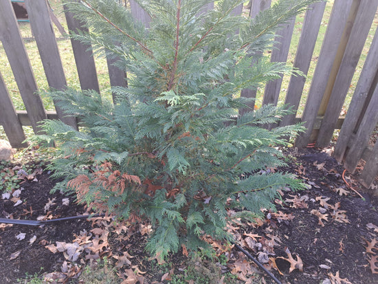 Privacy Conifers and Dead Branches