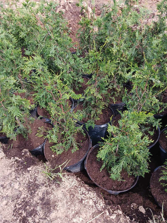 Wintertime Cloning of Green Giant Arborvitae & Murray Cypress