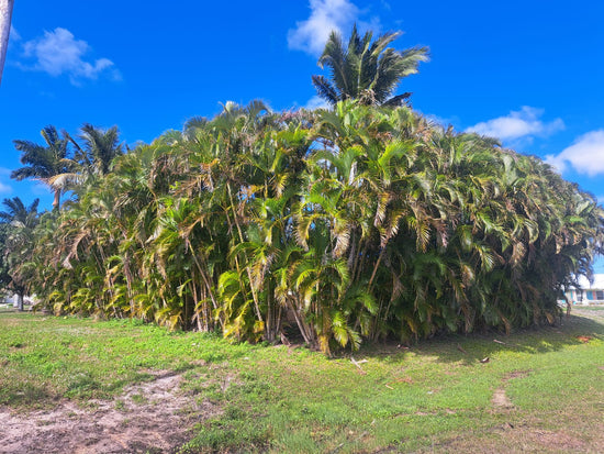 A home surrounded by palms, Cape Coral, FL