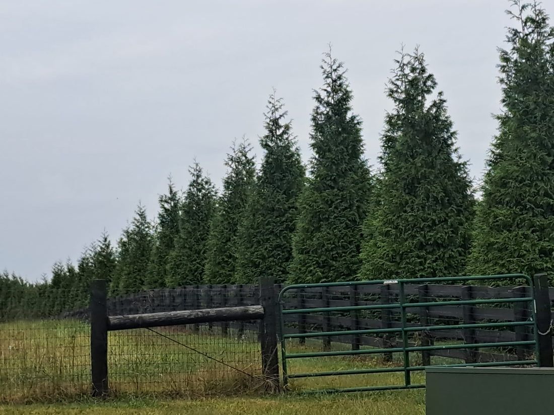 Do Privacy Trees Save Lives?