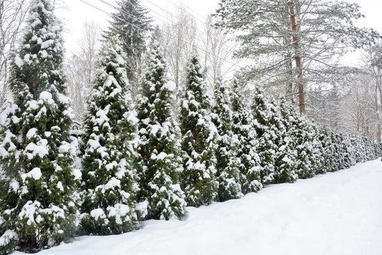 How Much Watering Evergreens Need in the Winter?