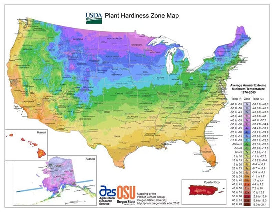 In What USDA Plant Hardiness Zone Is It Safe to Plant Green Giant Arborvitae?