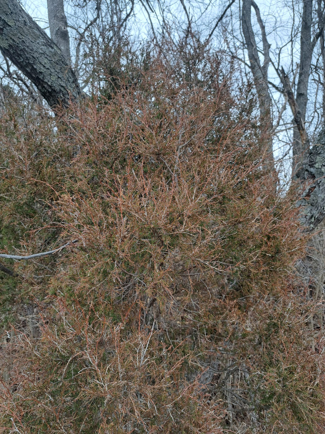 Eastern Red Cedar a Good Privacy Tree?