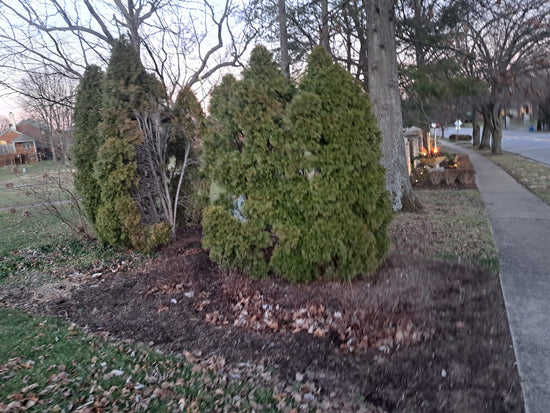 How to Fix Ugly Old Emerald Green Arborvitae