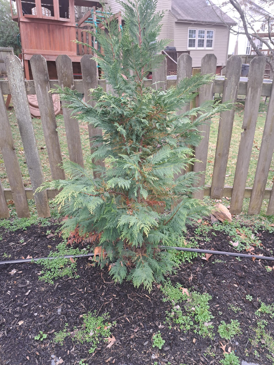 Should we let it grow taller faster or get it to grow more dense?
