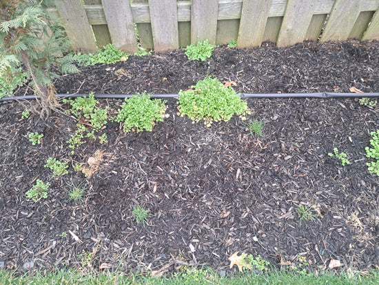 Mulch bed around a row of Murray Cypress privacy trees ready for weeding