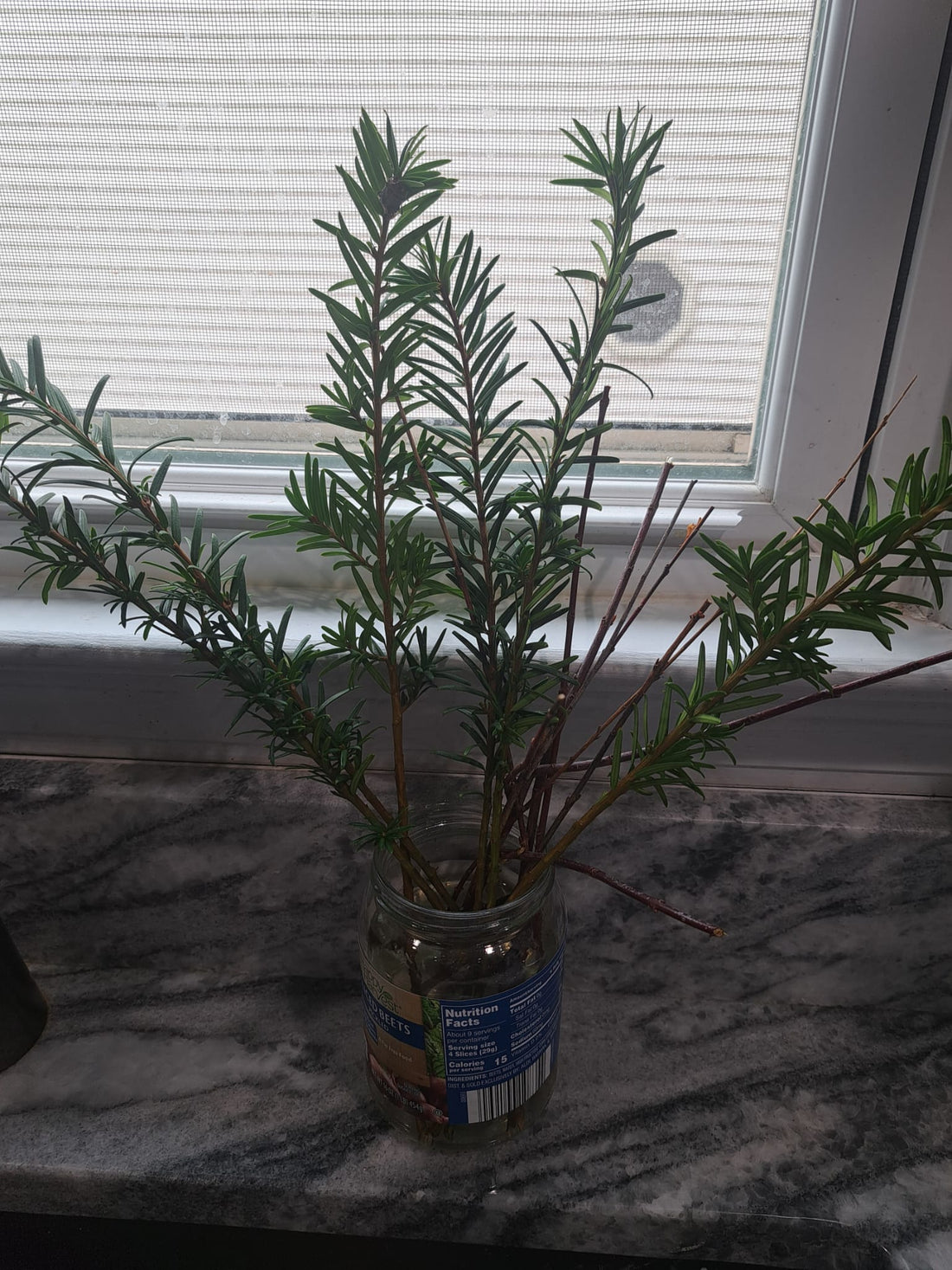 Windowsill (inside) Winter Gardening: Testing New Ideas
